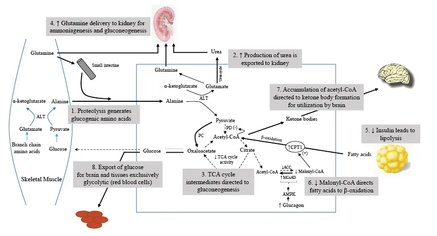 gluconeogenesis chart of fasting mechanisms and ketosis