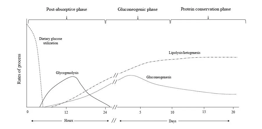 postabsoprtive phase of fasting and mechanisms