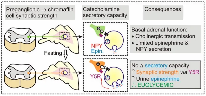 aMCC and synaptic plasticity